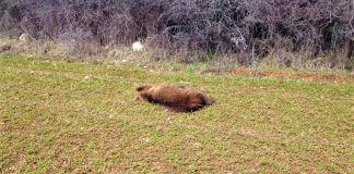 Κυνηγοί πέρασαν μια θηλυκή αρκούδα για αγριογούρουνο και την σκότωσαν