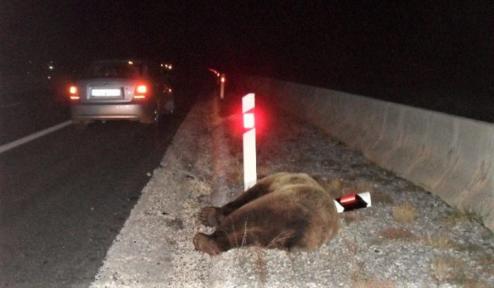Πέμπτο θανατηφόρο τροχαίο ατύχημα με αρκούδα το 2017