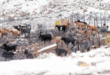 Οι προετοιµασίες των κτηνοτρόφων για την κακοκαιρία