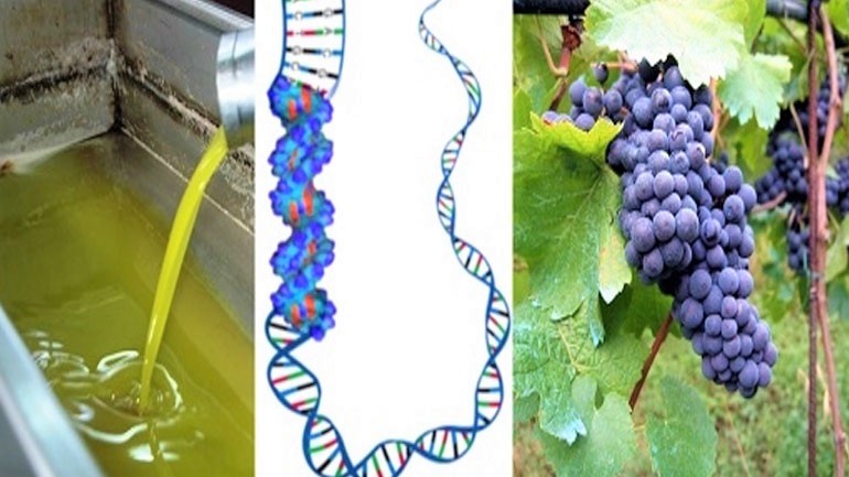 synergasia-ypegrapsan-to-idryma-technologias-erevnas-kai-to-geoponiko-panepistimio-athinon-107809
