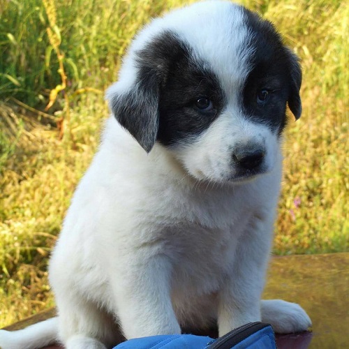 Πάνω από 250 ελληνικούς ποιμενικούς σκύλους έδωσε σε κτηνοτρόφους η "Καλλιστώ"