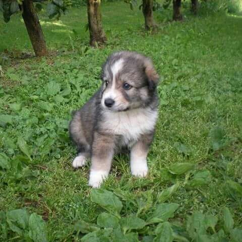 Πάνω από 250 ελληνικούς ποιμενικούς σκύλους έδωσε σε κτηνοτρόφους η "Καλλιστώ"