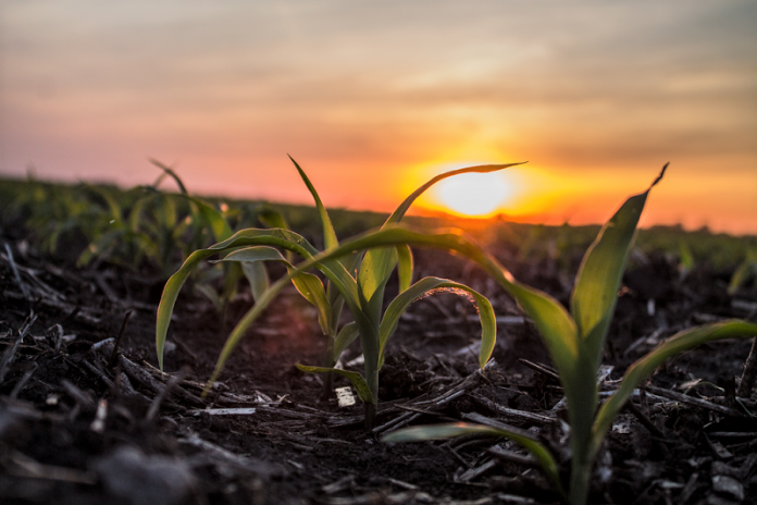 Corn Plant Protection Ημερίδες Φυτοπροστασίας Καλαμποκιού στις Σέρρες και στην Ελευθερούπολη από την Κ&Ν Ευθυμιάδη ΑΒΕΕ