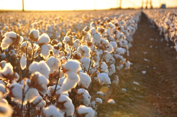 Cotton_field_kv17-850x565