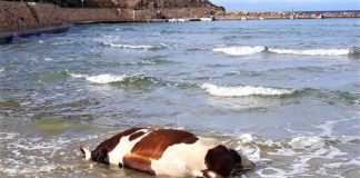 Αγελάδες και ταύρους ξεβράζει η θάλασσα σε νησιά των Κυκλάδων (Φωτό)