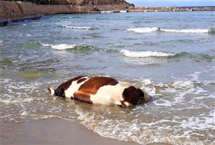 Αγελάδες και ταύρους ξεβράζει η θάλασσα σε νησιά των Κυκλάδων (Φωτό)