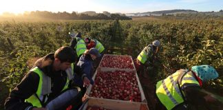 Ο αγροτικός τομέας της Ευρώπης συνεχίζει να βασίζεται στη μερική απασχόληση και στην οικογενειακή εργασία