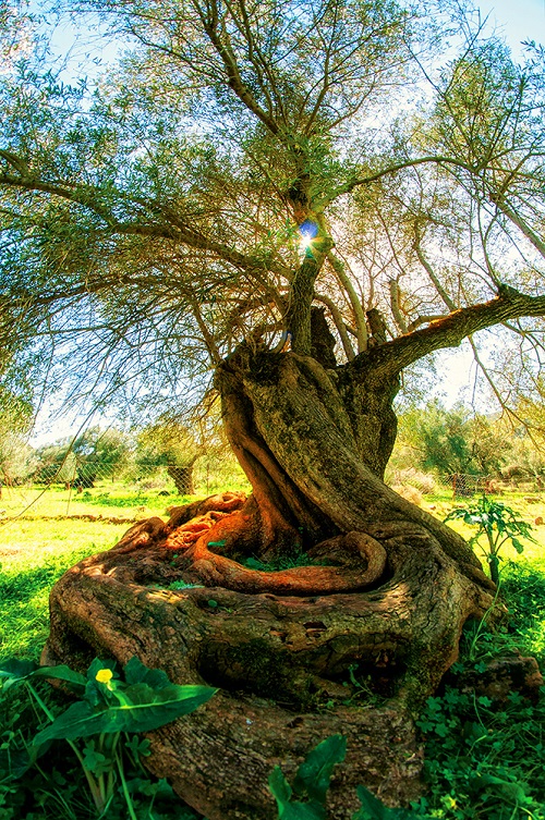 Οι αιωνόβιες ελιές της Κρήτης μεσα από το φακό του Μανόλη Τσαντάκη (Φωτό)