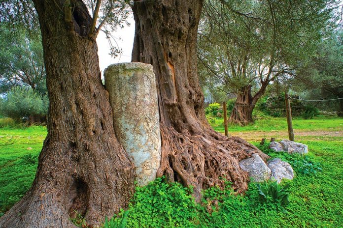 Οι αιωνόβιες ελιές της Κρήτης μεσα από το φακό του Μανόλη Τσαντάκη (Φωτό)