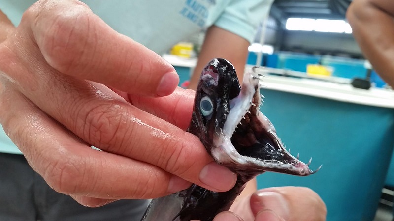 alieftike-spanio-eidos-karcharia-ochias-pou-moiazei-me-exogiino-plasma-111828