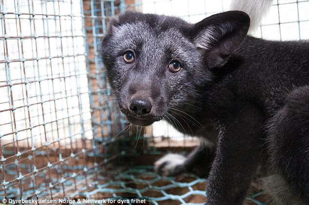 Λουκέτο σε 200 εκτροφεία αλεπούς και μινκ που παράγουν 1.000.000 γούνες ετησίως