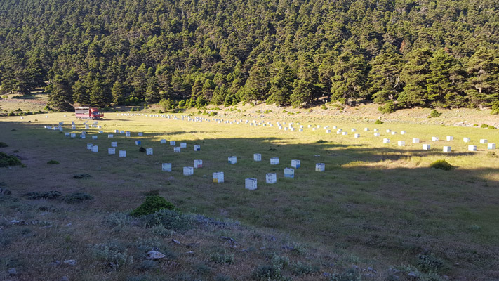 η αγάπη της οικογένειας Σενκό για τη μέλισσα συνεχίστηκε ακόμα και όταν άφησαν την Ρωσία για την Ελλάδα.