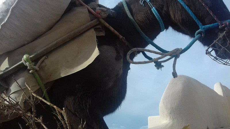 Να πώς ζουν άλογα, γαϊδούρια και μουλάρια στην Ελλάδα (Φωτό)
