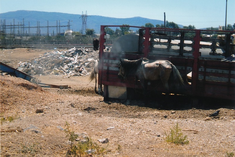Να πώς ζουν άλογα, γαϊδούρια και μουλάρια στην Ελλάδα (Φωτό)