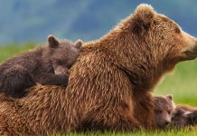 Νέα χάραξη προαναγγέλλει η Εγνατία Οδός Α.Ε. για την καφέ αρκούδα