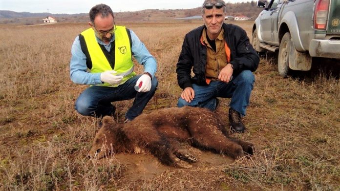 Νεκρό αρκουδάκι το πρώτο θύμα του 2018