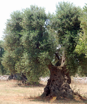 Η άρρηκτη σχέση της ελιάς με το άζωτο