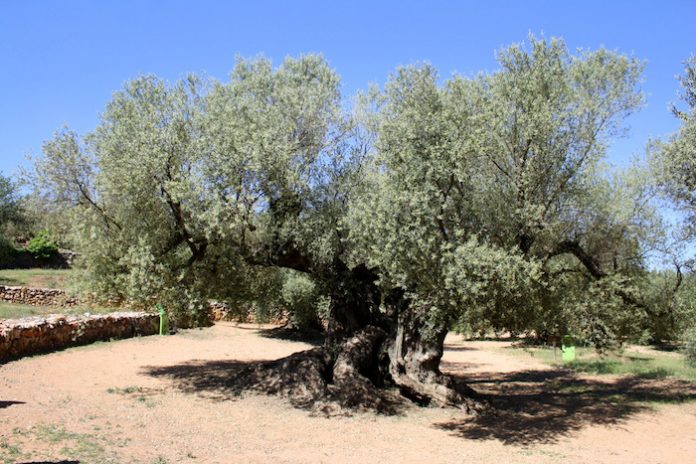 Παραδείγματα αειφορίας στους ελαιώνες της Ισπανίας Παραδείγματα αειφορίας στους ελαιώνες της Ισπανίας