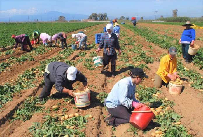 patatoparagogoi kato neyrokopi diathetoun 20000 tonoys patates timi paragogis Πατατοπαραγωγοί από το Κάτω Νευροκόπι διαθέτουν 20.000 τόνους πατάτες σε τιμή παραγωγής