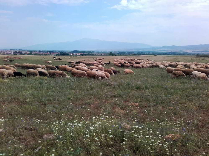 Στους επόμενους στόχους του Θανάση Πελέχρα είναι η διαδικτυακή πώληση των προϊόντων του, όπως και η συνεργασία με καταστήματα λιανικής, τα οποία ειδικεύονται στην πώληση βιολογικών προϊόντων.