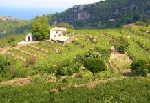 Σαμιώτικες πεζούλες ξερολιθιάς στα «κρασιά του κόσμου»
