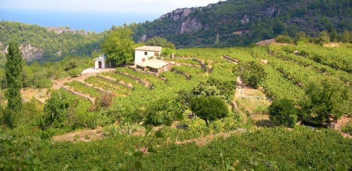 Σαμιώτικες πεζούλες ξερολιθιάς στα «κρασιά του κόσμου»