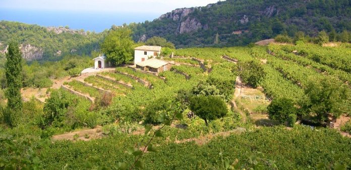 samiotikes pezoules xerolitias krasia kosmou1 Σαμιώτικες πεζούλες ξερολιθιάς στα «κρασιά του κόσμου»