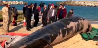 Σπάνια φάλαινα 12 μέτρων ξεβράστηκε στην Αίγυπτο (video)