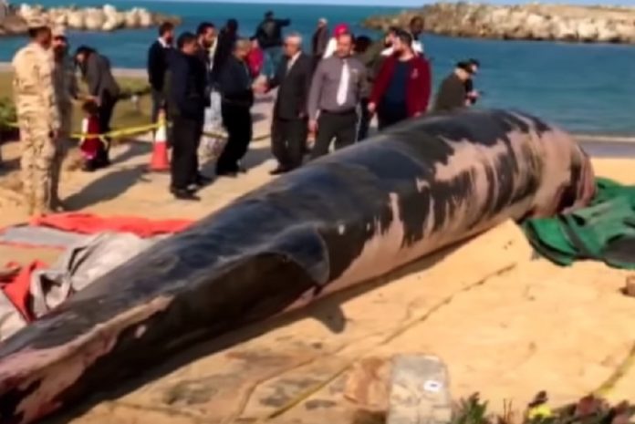 spania falaina 12 metron xevrastike aigypto Σπάνια φάλαινα 12 μέτρων ξεβράστηκε στην Αίγυπτο (video)