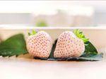 straberries-mutlicolor-fraoules-xromata4
