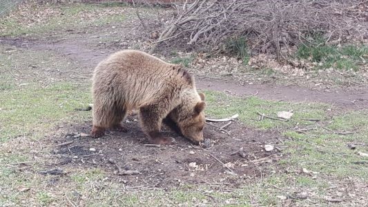 Ένα ακόμα αρκουδάκι γλίτωσε την πώληση και βρήκε καταφύγιο στον ΑΡΚΤΟΥΡΟ