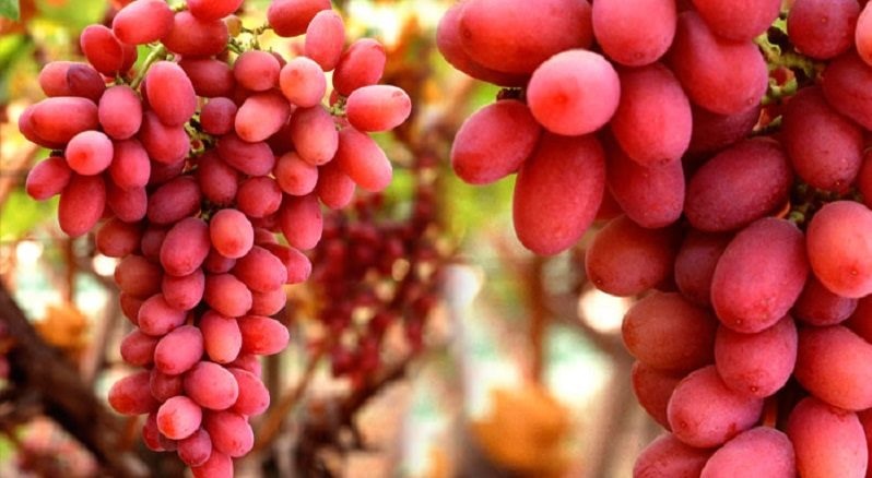 ypegrafi-i-kya-gia-chorigisi-de-minimis-stous-stafyloparagogous-crimson-115741