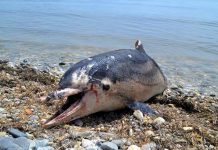 Εντοπίστηκε νεκρό δελφίνι στην παραλία «Άγιος Σπυρίδωνας» στο Λιξούρι
