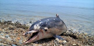 Εντοπίστηκε νεκρό δελφίνι στην παραλία «Άγιος Σπυρίδωνας» στο Λιξούρι