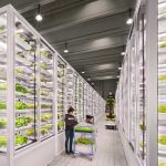 Λαχανικά του κουτιού infarm