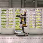 Λαχανικά του κουτιού