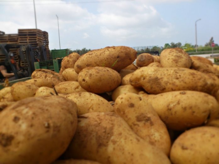kalliergeia-patatas