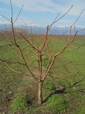 milia-kalliergitikes-simvoules