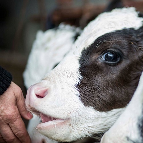 Ντεμπούτο στην ελληνική αγορά κάνουν οι "Γυναίκες Γαλακτοπαραγωγοί Γυναικόκαστρου"