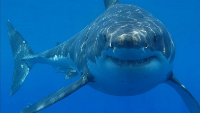 Πάνω από 2.000 λευκοί καρχαρίες κολυμπούν στα νερά της Αυστραλίας