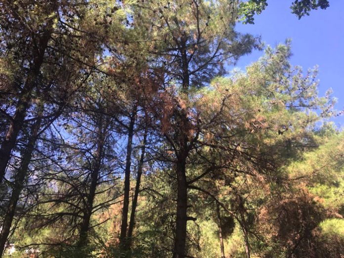 peuka-thassos-melisses