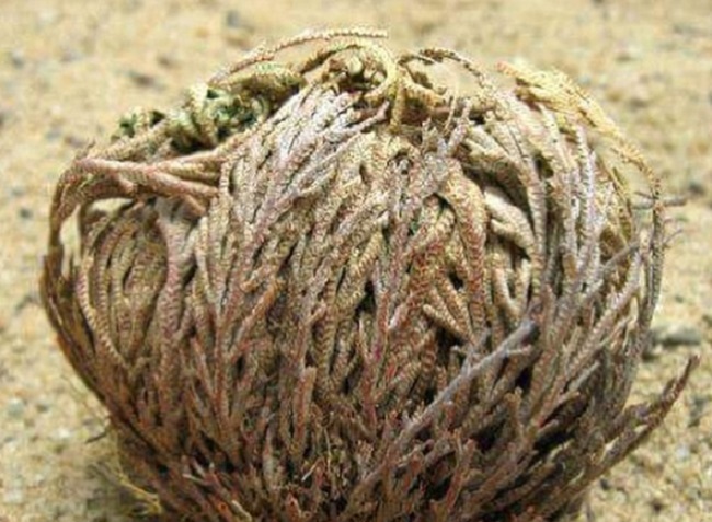 to-rodo-tis-ierichous-i-rodo-tis-panagias-fernei-kalotychia-sto-spiti-114771