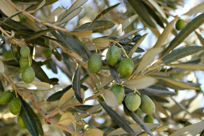 sinetairismos-elia-ermionida sinetairismos-elia-ermionida