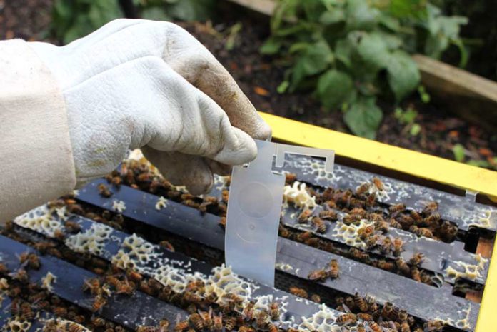 varroa-mellisia varroa-mellisia