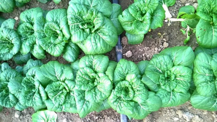 Κινεζικό λάχανο  Κινεζικό λάχανο