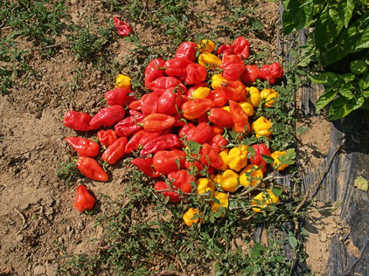 Κόκκινη πιπεριά με γεύση εσπεριδοειδών Κόκκινη πιπεριά με γεύση εσπεριδοειδών