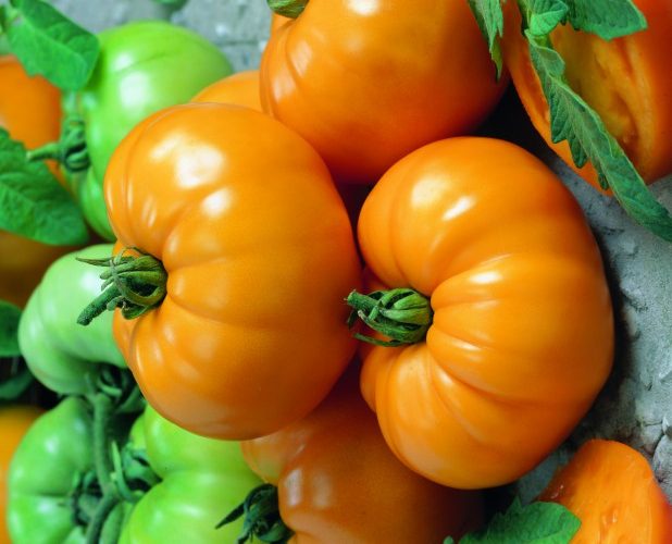 Ντομάτα τύπου beefsteak με σταθερή σάρκα Ντομάτα τύπου beefsteak με σταθερή σάρκα