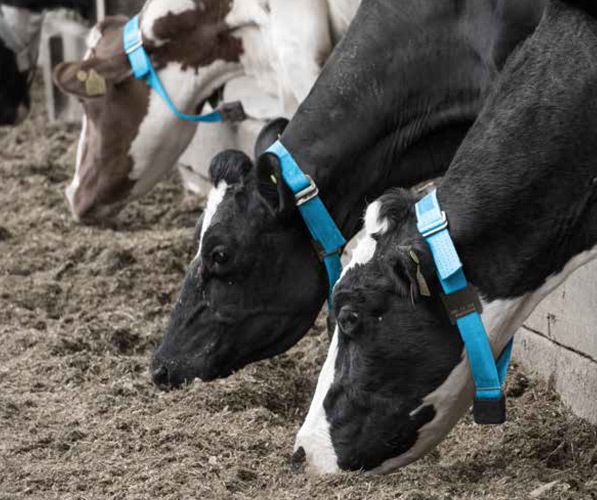 Ανίχνευση οιστρογόνων - Silent Herdsman - Ισραήλ