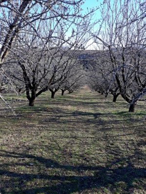 Ο 24χρονος αγρότης που διαχειρίζεται 800 στρέμματα, επενδύοντας στη γνώση