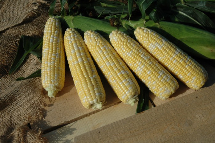 Δίχρωμο γλυκό καλαμπόκι με μεγάλους κόκκους. Δίχρωμο γλυκό καλαμπόκι με μεγάλους κόκκους.